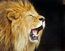 Image result for Big Lion Roaring