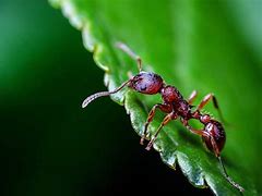 Image result for Leaf Cutter Ants Costa Rica