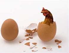 Image result for Farst Is Hen and Egg