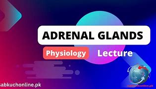 Image result for Adrenal Physiology