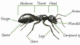 Image result for Atta Ant