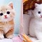 Image result for Cat Baby Cut