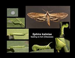 Image result for Sphingine Moth