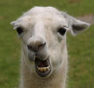 Image result for Lama Animal Funny