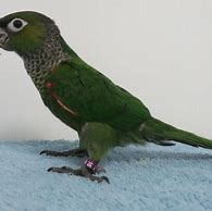 Image result for Black Cap Conure