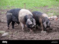 Image result for Large-Breed Boar Small Sow