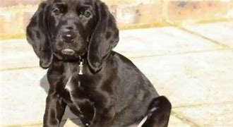 Image result for Basset Hound with English Cocker Spaniels