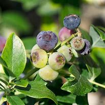 Image result for O'Neal Blueberry