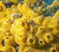 Image result for Tide Pool Sponge