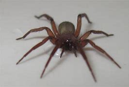 Image result for Brown House Spider Poisonous