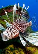 Image result for Dangerous Sea Life