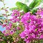 Image result for Tropical Plant with Pink Flowers