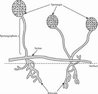 Image result for Phylum Chytridiomycota