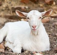 Image result for Male and Female Goat