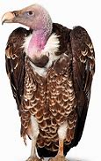 Image result for Long Neck Vulture