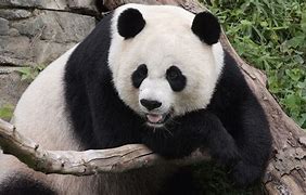 Image result for Grand Panda