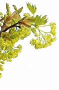 Image result for Lime Tree PNG