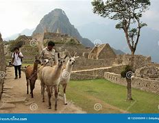 Image result for Llama Herd