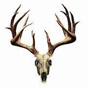 Image result for Buck Skull