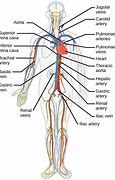 Image result for Arteries in Circulatory System