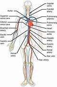 Image result for Circulatory System Labeled