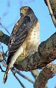 Image result for Hawk with Bird On Back