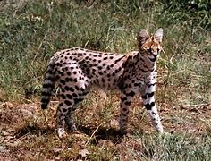 Image result for African Serval Wild Cat