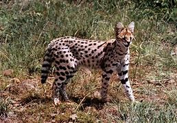 Image result for Serval Cat Anthro