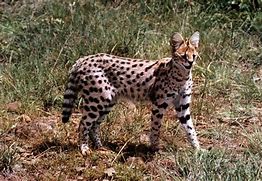 Image result for Serval Tail