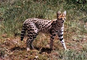 Image result for Serval Cat Pics