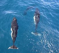 Image result for Largest Porpoise