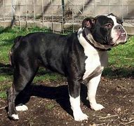 Image result for Old Victorian Bulldog