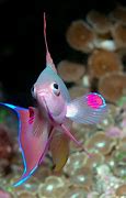 Image result for Pretty Fish