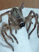 Image result for Arizona Crab Spider