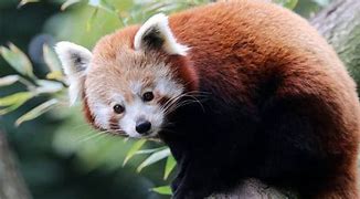 Image result for 10 cutest animals