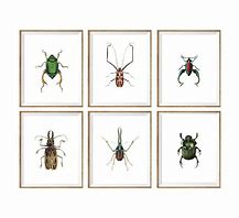 Image result for Insect Process Art