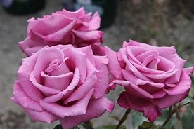 Image result for Candy Rosa Plum