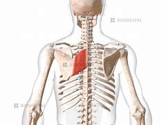 Image result for Left Rhomboid Muscle