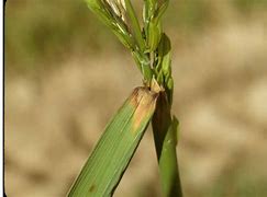 Image result for Diseases of Rice