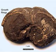 Image result for Nodule Rock