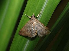 Image result for Florida Brown Moth