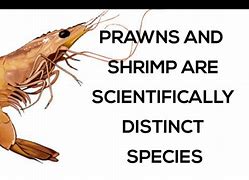 Image result for Prawn Structure