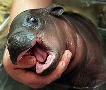 Image result for New Baby Hippo