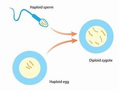 Image result for Diploid Diagram