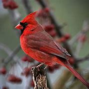 Image result for Guardian Finch Nest