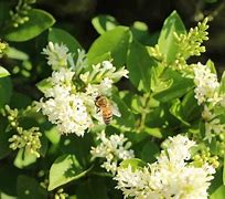 Image result for Migratory Beekeeping