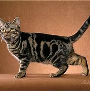 Image result for Classic Tabby Side View