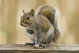 Image result for Squirrel