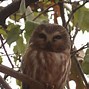 Image result for Northern Saw-whet Owl Eggs