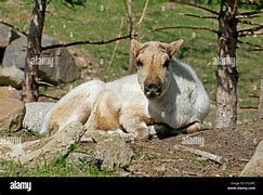 Image result for Female Caribou